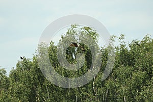 Hawk circling carrion looking for lunch