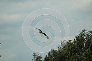 Hawk circling carrion looking for lunch