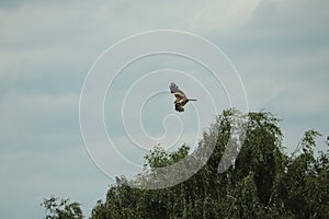 Hawk circling carrion looking for lunch