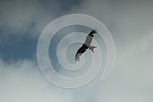 Hawk circling carrion looking for lunch