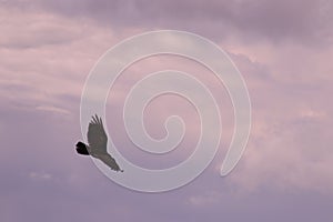 A Hawk circling at Grayson Highlands State Park