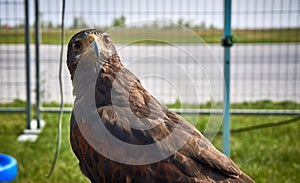 Hawk close up