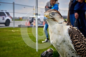 Hawk close up photo