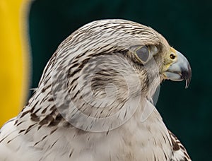 Hawk close up of face in Spain