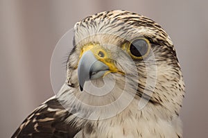 Hawk close up of face in Spain