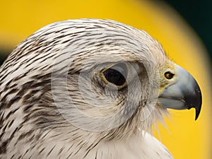 Hawk close up of face in Spain