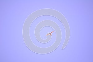 Glowing on the summer sky