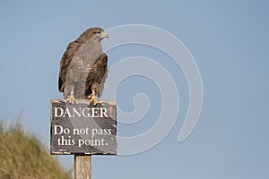 Hawk on Danger Sign