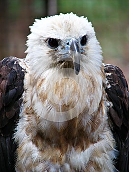 Hawk Eagle Fierce Portrait