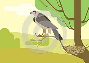 Hawk eagle tree branch nest flat cartoon vector wild animal bird