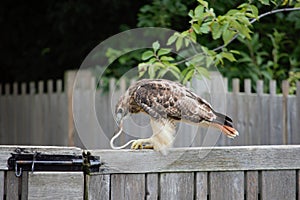Hawk eat snake for lunch