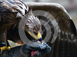 Hawk eating flesh