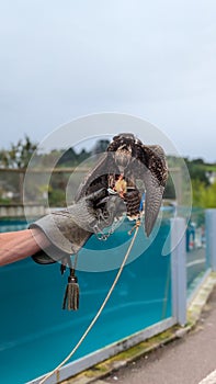 A hawk eating meat at a bird show on a leather glove