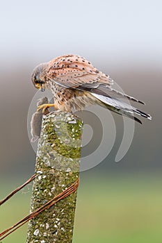 Hawk eating rodent