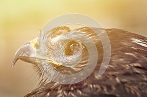 Hawk eye close-up