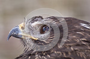 Hawk eye close-up