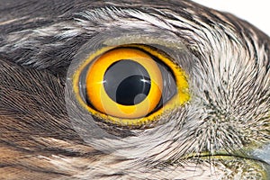 Hawk eye close-up, macro photo, eye of the female Eurasian Sparrowhawk Accipiter nisus