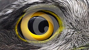 Hawk eye close-up, macro photo, eye of the female Eurasian Sparrowhawk Accipiter nisus