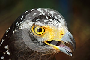 Hawk eye
