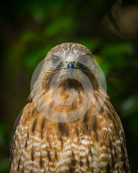 Hawk Eyes Staring at You