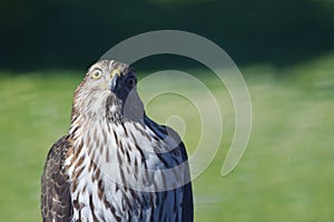 Hawk face with humerous expression