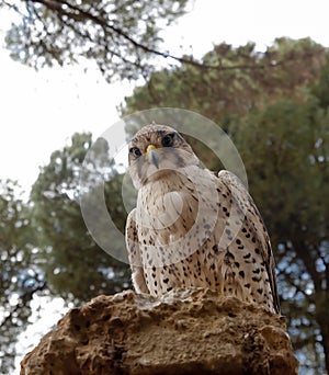 A hawk falco peregrinus on a stone photo