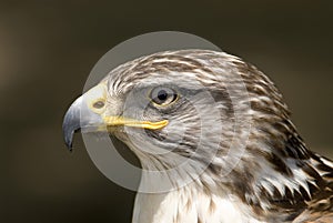 Hawk Ferruginous buteo