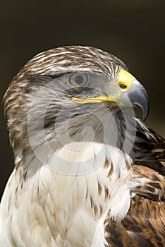Hawk, Ferruginous Buteo