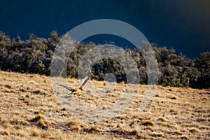 A Hawk Flies to Safety in Canterbury, New Zealand