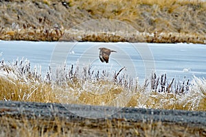 A Hawk on the flight