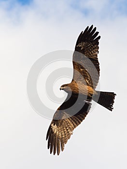 Hawk in flight