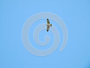 Hawk in Flight: A red-tailed hawk bird of prey raptor in flight on a sunny clear summer day