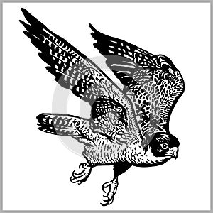 Hawk in flight vector. Predatory bird isolated on white. photo