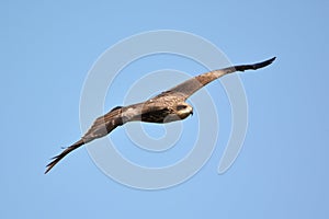 Hawk flying