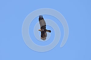 A Hawk Flying High over Lower Lake