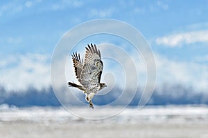 A Hawk flying High under the sky