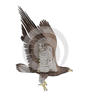 Hawk flying isolated on white background