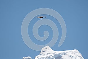 Hawk flying over Mount Kangtega summit in Nepal