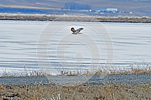 A Hawk flying over the river