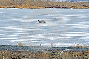 A Hawk flying over the river