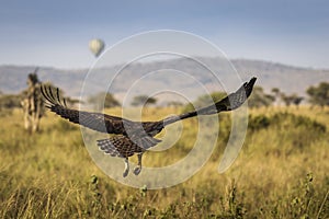 Hawk flying over savana with balloon in background in Serengeti National Park in Tanzania during safari with blue sky in