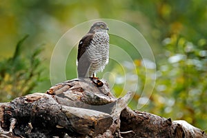 Hawk in the forest, Slovakia, Europe. Beautiful forest with bird. Bird of prey Eurasian Sparrowhawk, Accipiter nisus, sitting on