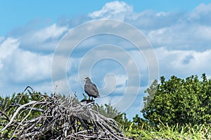 Hawk free falcon wildlife bird mexico yucatan