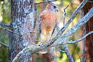 Hawk with full body stance