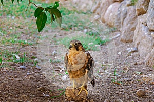 Hawk in the garden, IzmÄ±r, Turkey