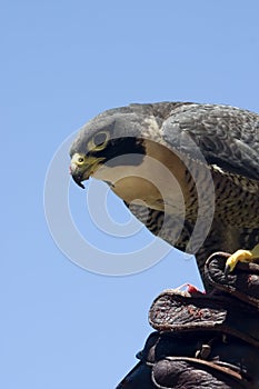 Hawk on a glove