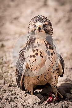 Hawk with a ground squirrel