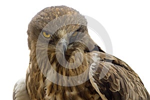 hawk head close-up isolated