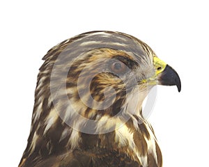 Hawk Head Profile Isolated