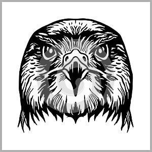 Hawk head vector. Predatory bird isolated on white.